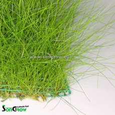 Eleocharis parvula - Nadelsimse auf Gitter 16 x 11 cm
