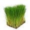 Eleocharis parvula - Nadelsimse auf Gitter 16 x 11 cm