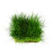 Eleocharis parvula - Nadelsimse auf Gitter 16 x 11 cm