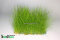 Eleocharis parvula - Nadelsimse auf Gitter 16 x 11 cm