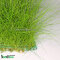 Eleocharis parvula - Nadelsimse auf Gitter 16 x 11 cm