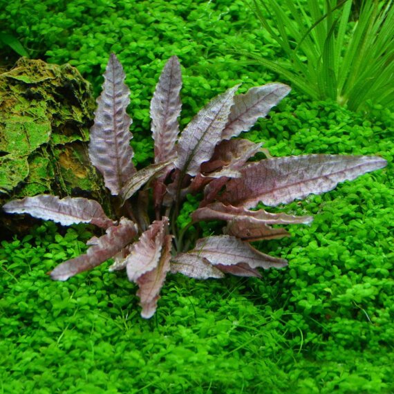 Cryptocoryne spec. Flamingo - Flamingowasserkelch, Nanoaquarium-Pflanze