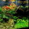 Aquariumlayout Winter Hotel von Tropica für ein 350 l Aquarium