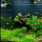 Aquariumlayout Winter Hotel von Tropica für ein 350 l Aquarium