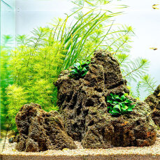 Aquariumlayout Breezy von Tropica für ein 64 l Aquarium