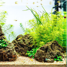Aquariumlayout Breezy von Tropica für ein 64 l Aquarium