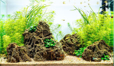 Aquariumlayout Breezy von Tropica für ein 64 l Aquarium
