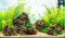 Aquariumlayout Breezy von Tropica für ein 64 l Aquarium