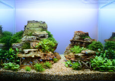 Aquariumlayout 107 von Tropica für ein 57 l Aquarium