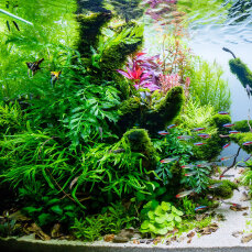 Aquariumlayout 118 - The Power of Silence von Tropica für ein 210 l Aquarium