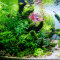 Aquariumlayout 118 - The Power of Silence von Tropica für ein 210 l Aquarium