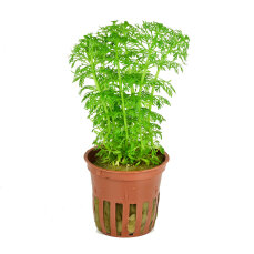 Limnophila sessiliflora- kleine Ambulie Tropica,...