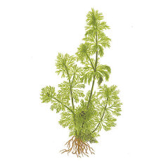 Limnophila sessiliflora- kleine Ambulie Tropica, pflegeleichte Pflanze