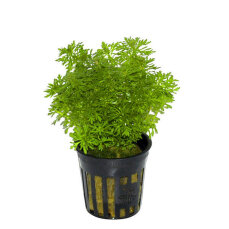 Limnophila sessiliflora- kleine Ambulie Tropica, pflegeleichte Pflanze