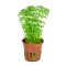 Limnophila sessiliflora- kleine Ambulie Tropica, pflegeleichte Pflanze