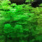 Limnophila sessiliflora- kleine Ambulie Tropica, pflegeleichte Pflanze
