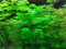 Limnophila sessiliflora- kleine Ambulie Tropica, pflegeleichte Pflanze