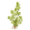 Limnophila sessiliflora- kleine Ambulie Tropica, pflegeleichte Pflanze