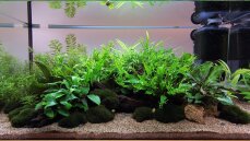 Aquarienlayout 111 von Tropica für ein 54 l Aquarium