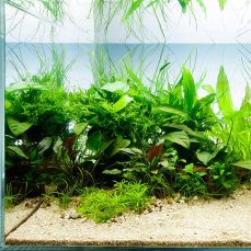 Aquarienlayout 46 von Tropica für ein 200 l Aquarium
