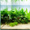 Aquarienlayout 46 von Tropica für ein 200 l Aquarium