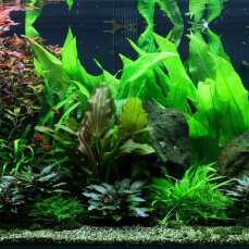 Aquariumlayout 48 von Tropica für ein 300 l Aquarium