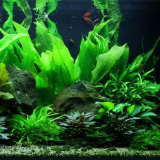 Aquariumlayout 48 von Tropica für ein 300 l Aquarium