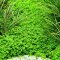 Kubanisches Perlenkraut ohne Algen und Schnecken
