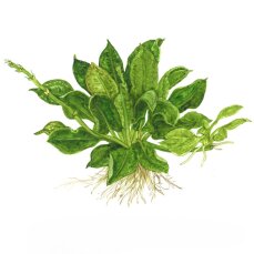 Echinodorus grisebachii Tropica