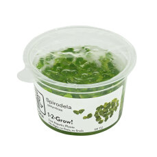 Spirodela polyrhiza - Vielwurzelige Teichlinse,...