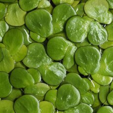 Spirodela polyrhiza - Vielwurzelige Teichlinse,...