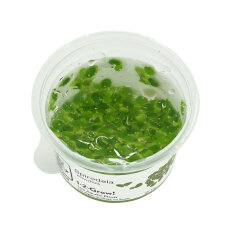Spirodela polyrhiza - Vielwurzelige Teichlinse, Schwimmpflanze InVitro