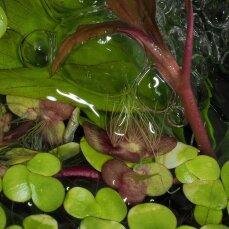 Spirodela polyrhiza - Vielwurzelige Teichlinse, Schwimmpflanze InVitro