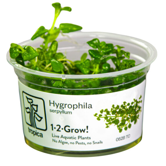 Hygrophila serpyllum - Kleinblättriges Trugkölbchen InVitro Pflanze