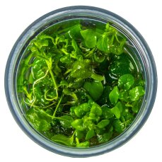 Hygrophila serpyllum - Kleinblättriges Trugkölbchen InVitro Pflanze