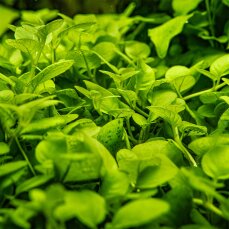 Hygrophila serpyllum - Kleinblättriges Trugkölbchen InVitro Pflanze