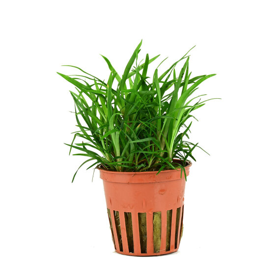Eriocaulon sp. Vietnam, grasartige Aquarienpflanze