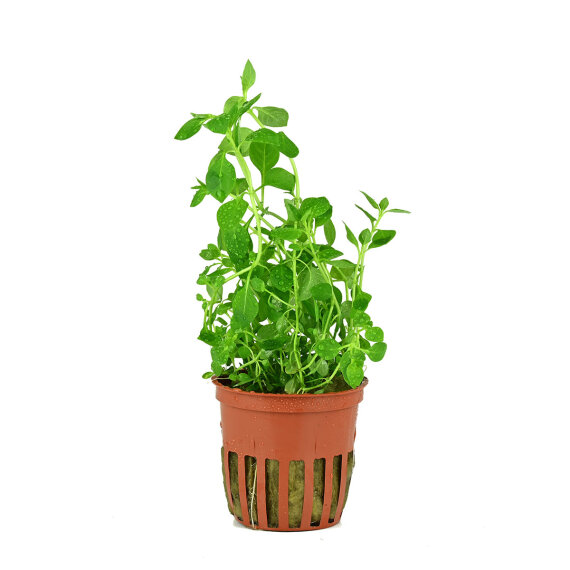 Tropica Ludwigia palustris Green Kaltwasserpflanze