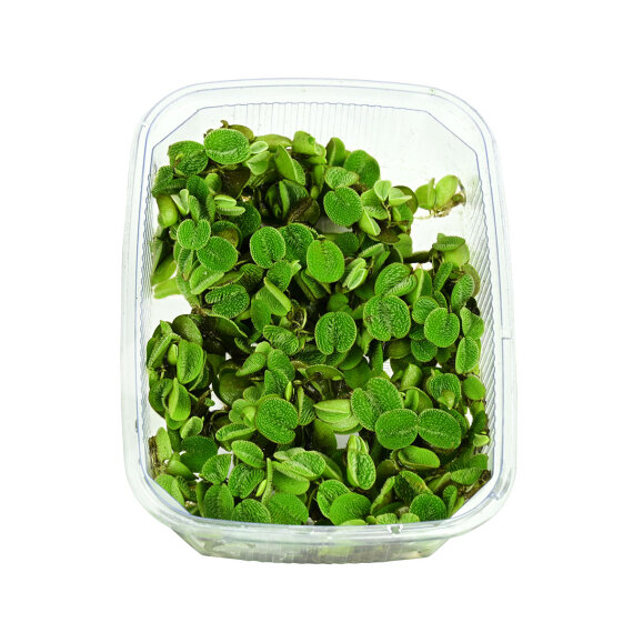 Salvinia minima - Kleiner Büschelfarn. Schwimmpflanze Portion Dennerle