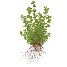 Perlenkraut Micranthemum umbrosum Topf