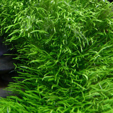 Utricularia graminifolia - Grasblättriger...