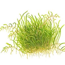 Utricularia graminifolia - Grasblättriger Wasserschlauch Tropica