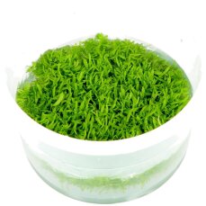 Utricularia graminifolia - Grasblättriger Wasserschlauch Tropica