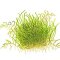 Utricularia graminifolia - Grasblättriger Wasserschlauch Tropica