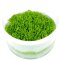 Utricularia graminifolia - Grasblättriger Wasserschlauch Tropica