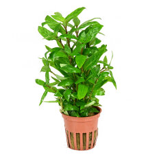 Staurogyne repens -  Kriechende Staurogyne Tropica