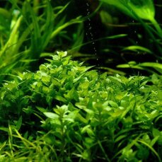 Staurogyne repens -  Kriechende Staurogyne Tropica