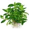 Staurogyne repens -  Kriechende Staurogyne Tropica