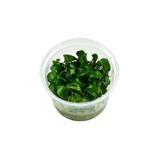 Bucephalandra pygmea Bukit Kelam InVitro Tropica
