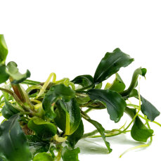 Bucephalandra pygmea Bukit Kelam InVitro Tropica